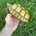 5.5” Hypomelanistic Redfoot Tortoise - Image 2