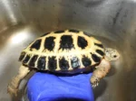 Subadult MALE Forsten's Tortoise - Image 5