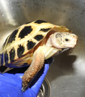 Forsten’s Tortoise for sale