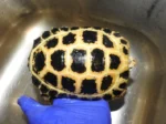 Subadult MALE Forsten's Tortoise - Image 2