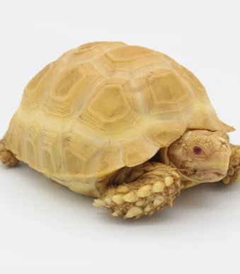 Exotic Albino African Spurred Tortoise for Sale