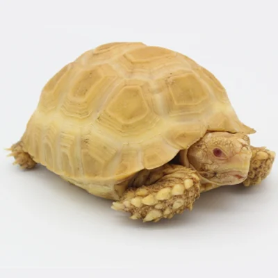 Exotic Albino African Spurred Tortoise for Sale