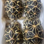 Sri Lankan Star Tortoise