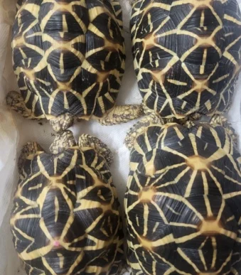 Sri Lankan Star Tortoise