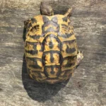 icilian Testudo hermanni hermanni for Sale - Image 5