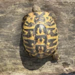 icilian Testudo hermanni hermanni for Sale - Image 4