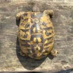 icilian Testudo hermanni hermanni for Sale - Image 2