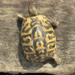 icilian Testudo hermanni hermanni for Sale