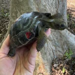 baby Galápagos tortoises - Image 4