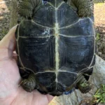 baby Galápagos tortoises - Image 2