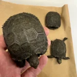 Burmese Brown Mountain Tortoises for sale