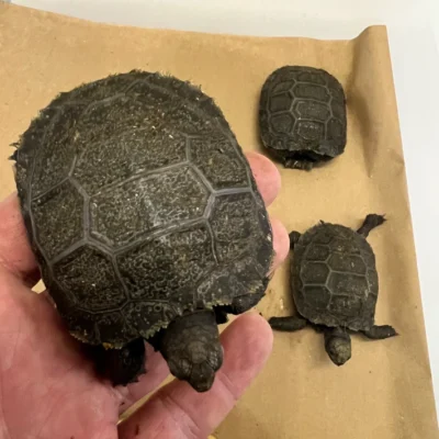 Burmese Brown Mountain Tortoises for sale