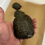 Temp Sexed Trio Of Fl USCBB Burmese Brown Mountain Tortoises - Image 2