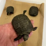 Temp Sexed Trio Of Fl USCBB Burmese Brown Mountain Tortoises - Image 3