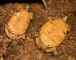 Kinixys Nogueyi Torotise - Image 3