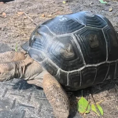 The Bus Amazingly Long Tortoise Holdback