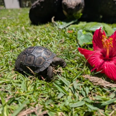 Galapagos Tortoises Baby