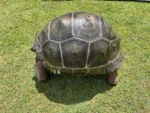 Adult Female Aldabra Giant Tortoise
