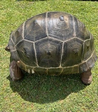 Adult Female Aldabra Giant Tortoise