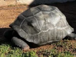 26 Inch Female Aldabra - Image 3