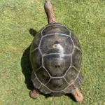26 Inch Female Aldabra - Image 2