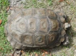 Burmese Star Tortoise fro sale - Image 6