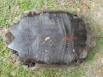 Burmese Star Tortoise fro sale - Image 5