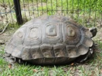Burmese Star Tortoise fro sale - Image 4