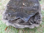Burmese Star Tortoise fro sale - Image 3