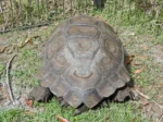 Adult Female Burmese Black
