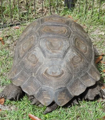 Adult Female Burmese Black