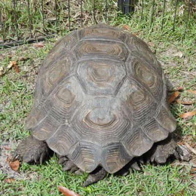 Adult Female Burmese Black