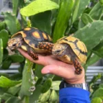 CALICO Redfoot Tortoise - Image 3