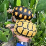 CALICO Redfoot Tortoise - Image 2