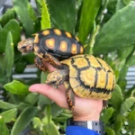 CALICO Redfoot Tortoise
