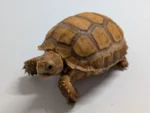 Ivory Sulcata - Image 5