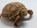 Ivory Sulcata - Image 4