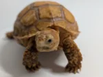 Ivory Sulcata - Image 2