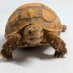 Ivory Sulcata