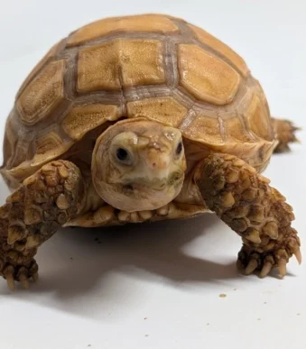 Ivory Sulcata