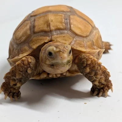 Ivory Sulcata