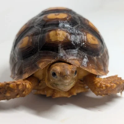 Leocata Tortoise for sale