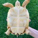 Albino And Het Albino Sulcatas - Image 2