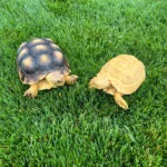 Albino And Het Albino Sulcatas