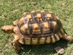Leopard Tortoises Subadult - Image 3