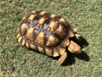 Leopard Tortoises Subadult