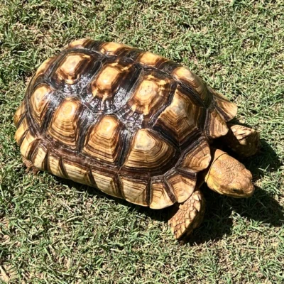 Leopard Tortoises Subadult