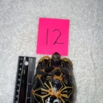 Radiated Tortoises Subadult Female #12 - Image 5