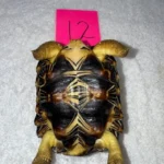 Radiated Tortoises Subadult Female #12 - Image 4