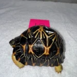 Radiated Tortoises Subadult Female #12 - Image 2